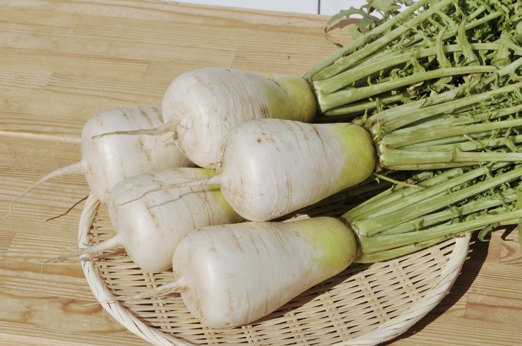 お尻のほうが太いずんぐりとしたフォルムで、尻尾のように長い根をもつ「ねずみ大根」。旬は11月で、採れたてはいっそう辛いので、辛い物好きの猛者（もさ）は挑まれたし（写真＝坂城町商工農林課）。
