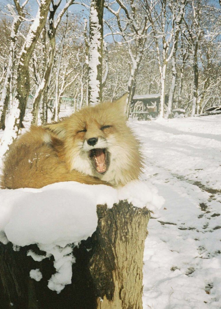 【camell】PENTAX17レビュー_29