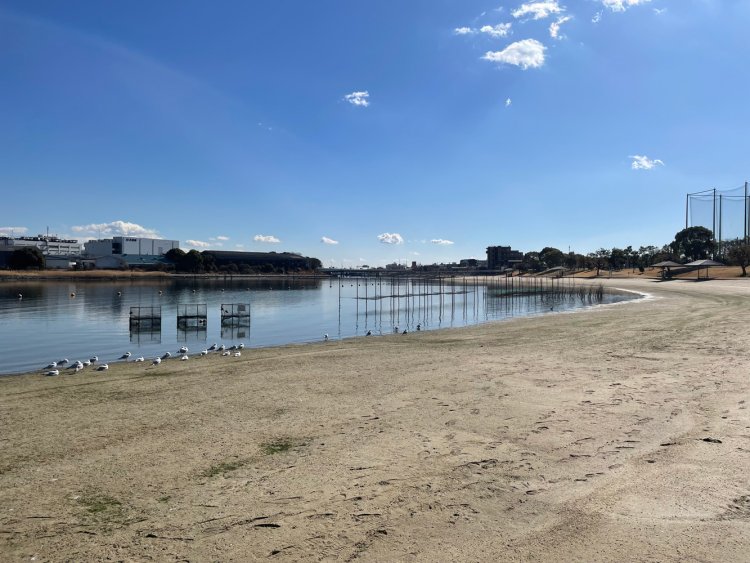 『大森 海苔のふるさと館』の体験として浜辺で海苔の生育観察をしていた。