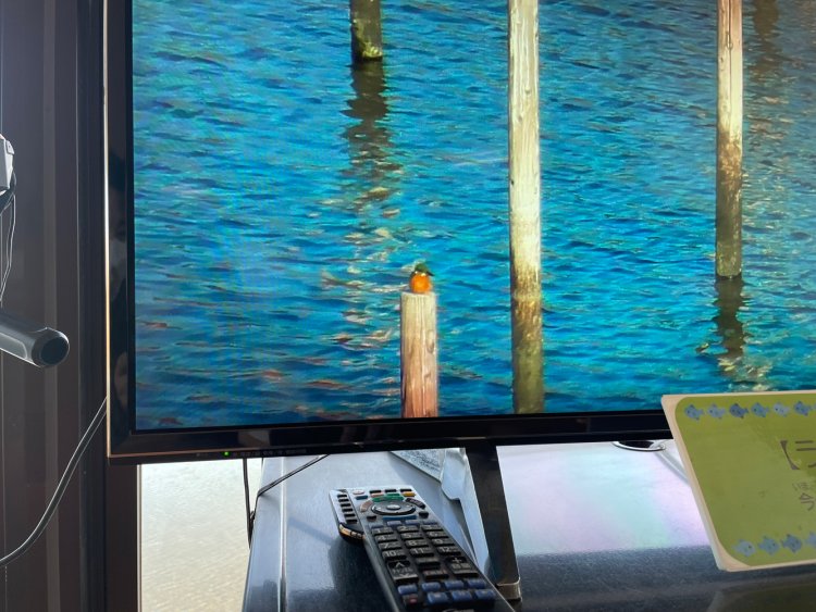 CCDの映像をモニターでも確認できる。杭の先端にカワセミがいる。