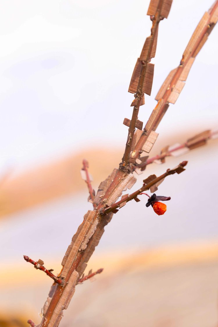 枝のクセが強い！