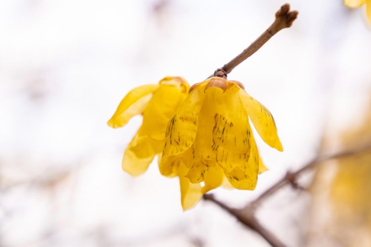 「元気出して！」。