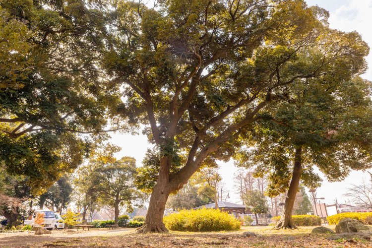 スダジイ。ある方向に傾いて伸びる枝ぶりはまるでジョジョ立ち！　貪欲に光を求めるためだ。「深い森の中ほど、無理な体勢をしている子が多いですね」。