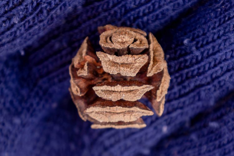 メタセコイアの種が出た後の球果。「唇がたくさん♪」。少し気味悪い。