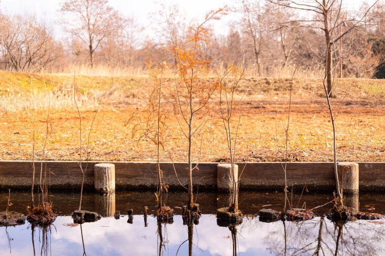 種が流れ着いてたくましく育つヌマスギの若木。本物の野性。