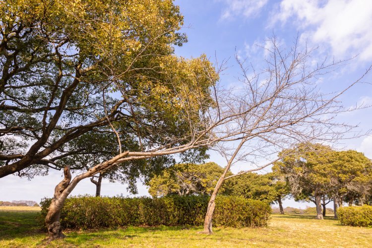 隣の木の陰に隠れぬよう、桜の木も直角に伸びる。