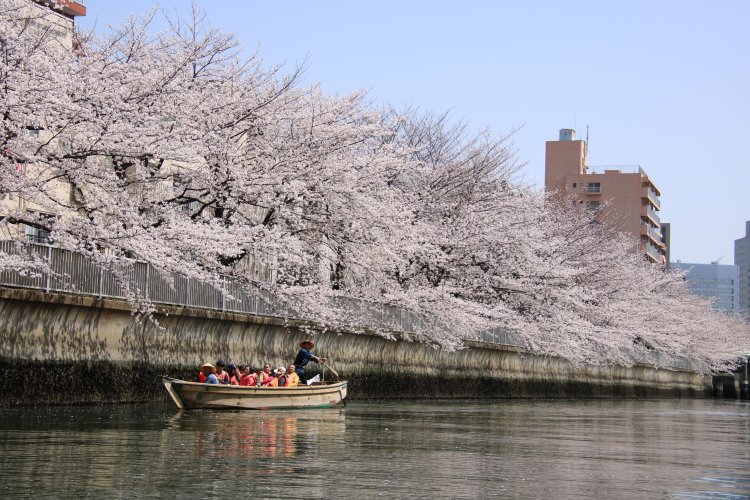 昔ながらの櫓漕ぎの船に乗って、江戸情緒あふれる粋な花見を楽しめる。
