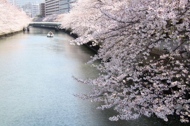 船の上から枝垂れる桜を見上げるもよし、橋の中央から壮観な眺めを楽しむもよし。