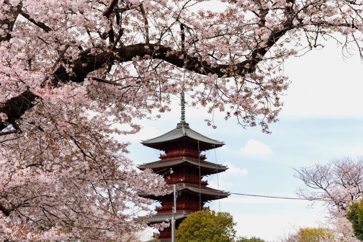 荘厳な五重塔をバックに桜が美しく咲き誇る。