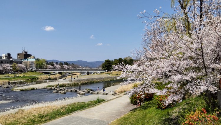 図1の天気図の日（2022年4月6日）、京都市内は風が弱くお花見日和に。青空に映える満開の桜をばっちり見ることができました。