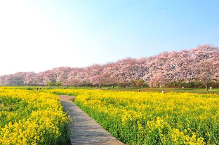 幸手権現堂桜堤が春色の絶景に包まれる！「第92回幸手桜まつり」が3月26日～4月9日に開催