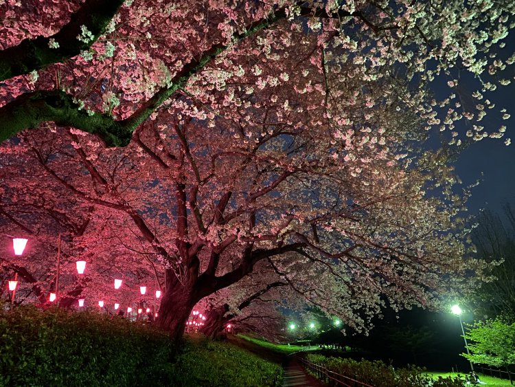 しっとりとした風情がただよう夜桜は、昼間とはひと味違う雰囲気。
