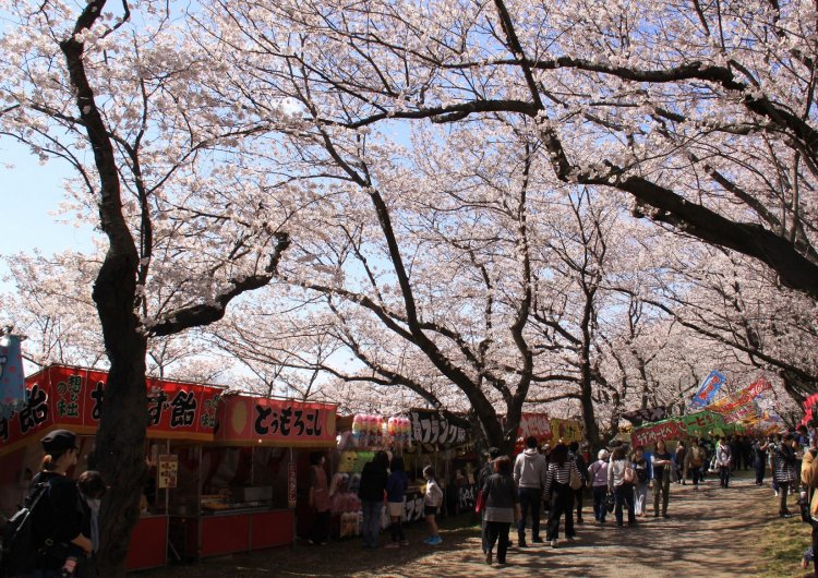 約100軒の露店もズラリと並んで、“花も団子も”楽しめる。