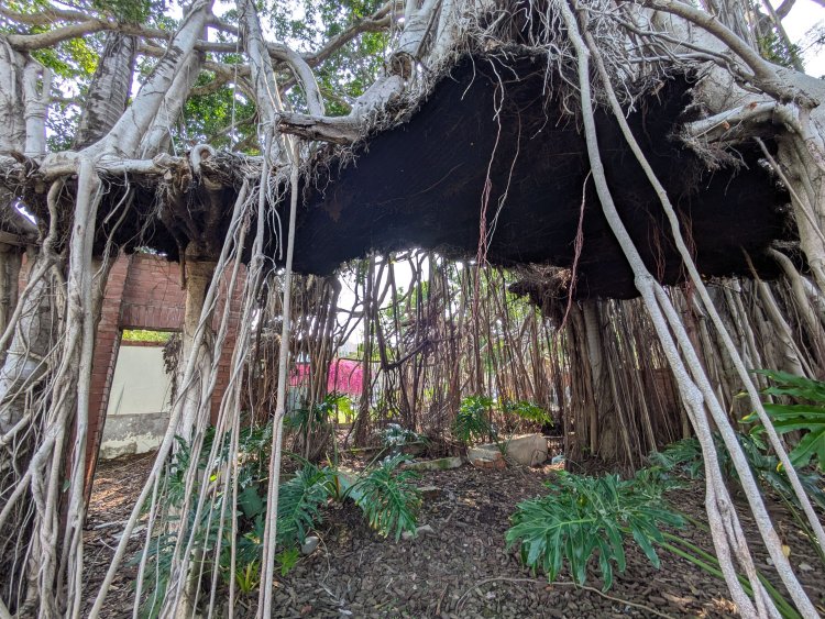 屋根に支えられていた部分は取り壊され、不自然に平らとなっている。よく見ると、平たい根っこには屋根のトタンらしき波板が確認できた。