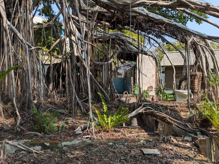 菩提樹の根が不自然な形状で地に根を張る。この不自然な空間に家があって取り壊した結果、このようになったのだろう。トイレの便器が残っていた。
