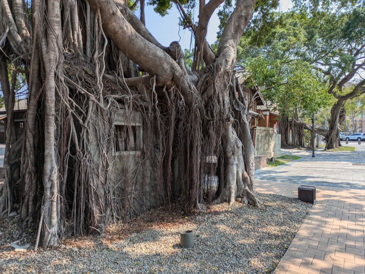 監視小屋も菩提樹の根に飲み込まれていた。