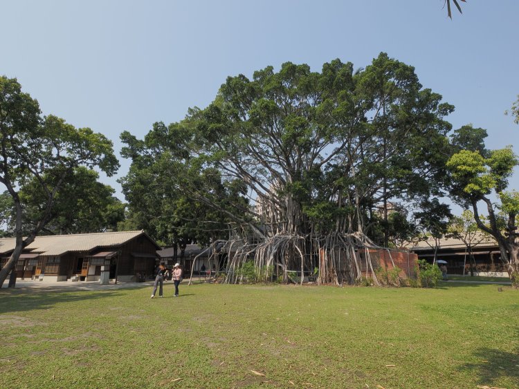 広場で枝を広げる立派な菩提樹。だが根っこをよく見ると……。