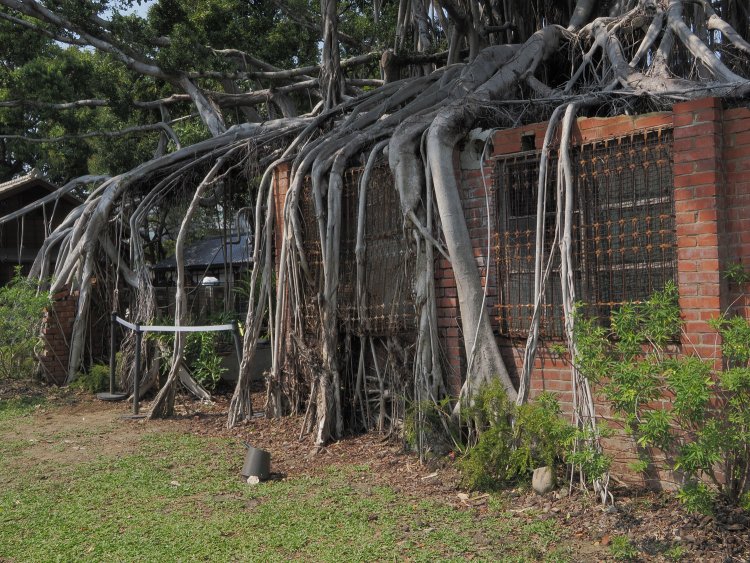 廃屋を覆いつくす菩提樹の根。自然の生命力の凄まじさを目の当たりにした。