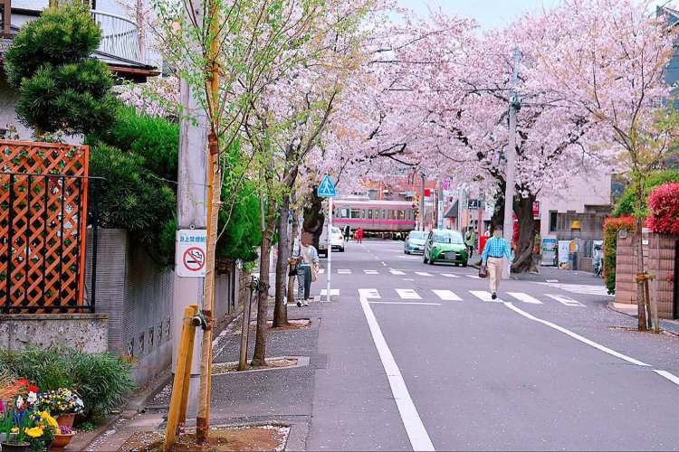 京王線が桜並木の間を走る光景は、写真愛好家にも人気！
