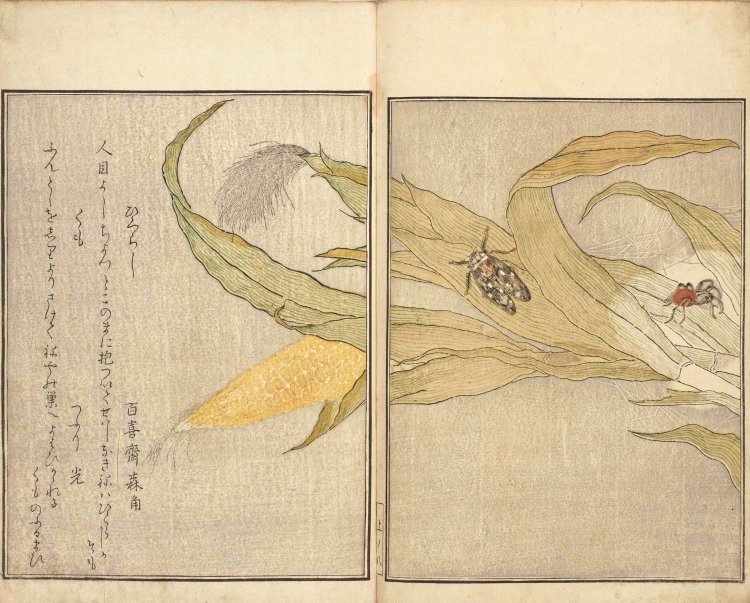 喜多川歌麿画『画本虫撰』天明8年（1788）頃　国文学研究資料館蔵。