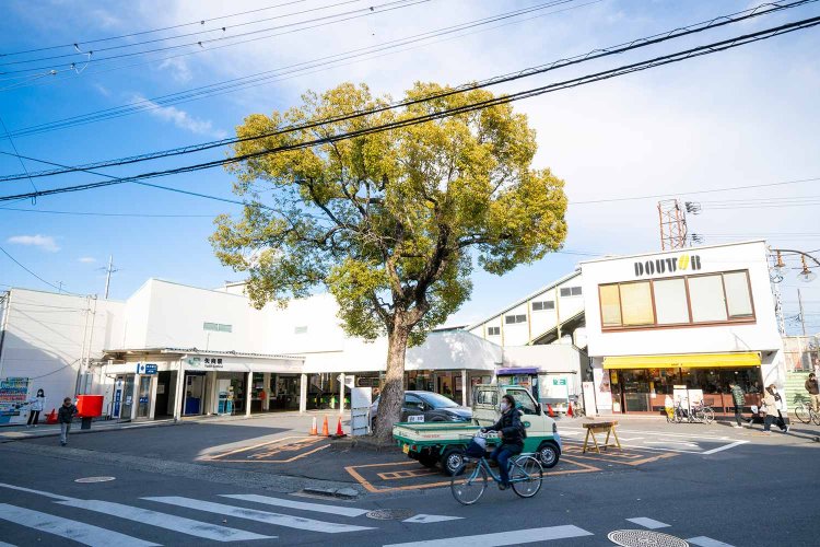 矢向駅前のクスノキは戦後に蘇生。南武線開通以来のシンボル。