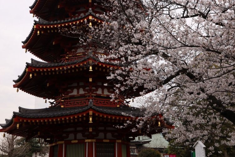境内でひときわ目立つ八角五重塔。塔の前の桜の木も花を咲かせ、絶好の写真スポット。