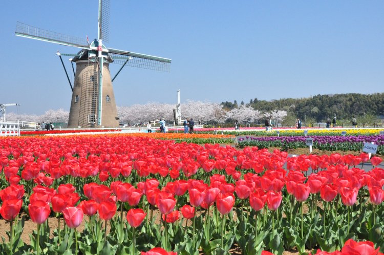 4月上旬であれば桜×チューリップの組み合わせも楽しめる。