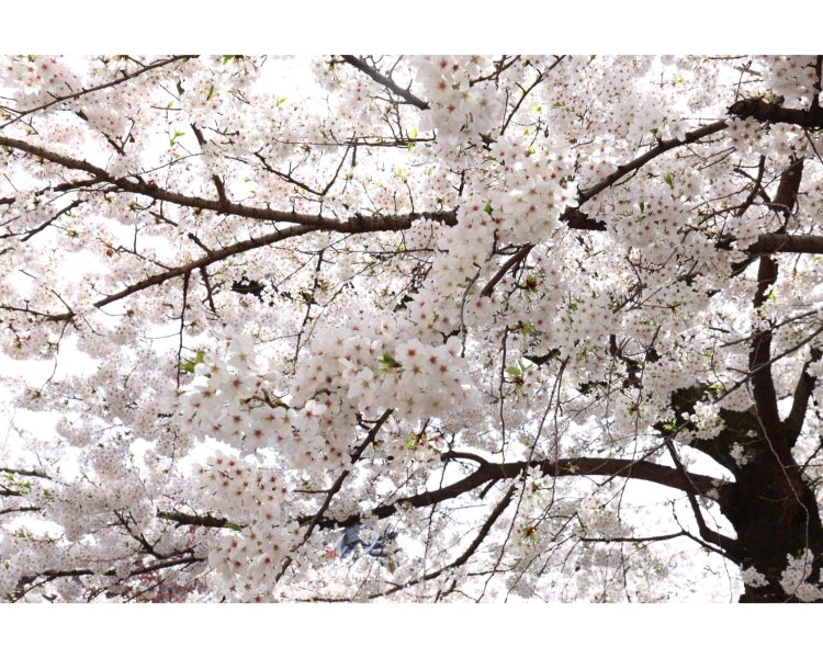 （写真提供＝宗柏寺）。