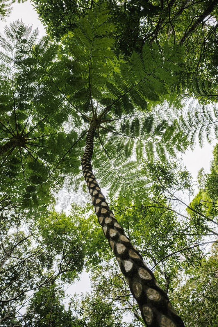 沖縄本島北部、通称やんばるに生い茂るヒカゲヘゴ。葉が枯れて落ちた痕がウロコ模様を作り出す（撮影＝仲間勇太）。