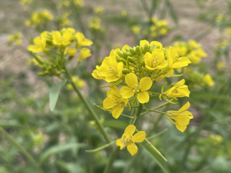 サクラやナノハナ、ツバキなど季節ごとの花が公園を彩る（写真提供＝海の森公園）。