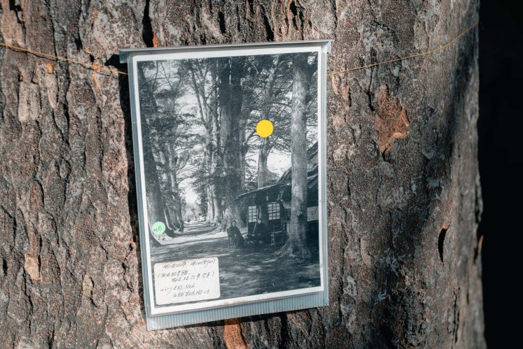 明治44年（1911）当時の写真があった。ケヤキたちよ、よく無事で残ったなあ。