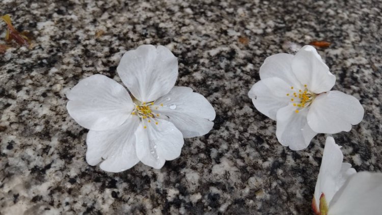 桜シーズンに雨はつきもの。
