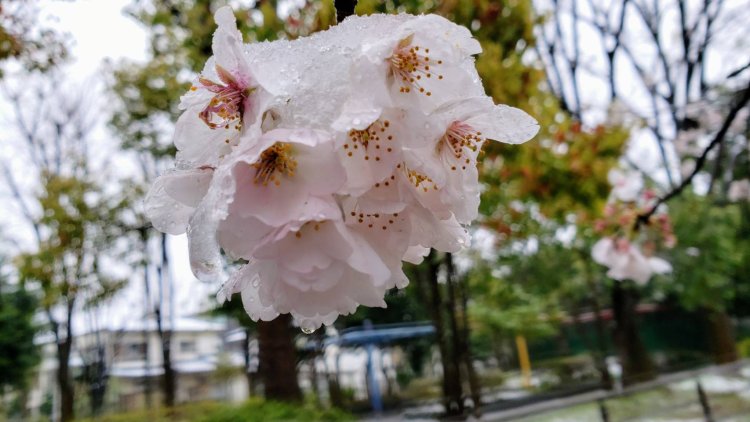 春の陽気から一転、雪の降る寒さがやってくることも。