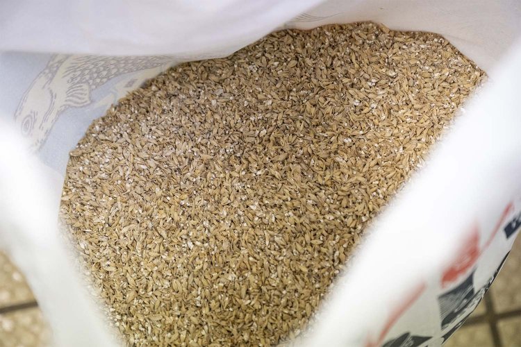 ホワイトエール原料の麦芽。