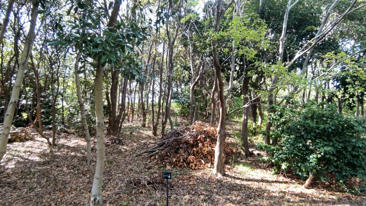 若い木々の成長が楽しみだ。