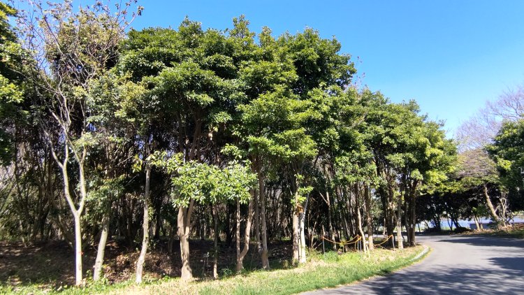 シイやタブノキなど約24万本の苗木が都民や多くの企業、NPOによって植えられた。