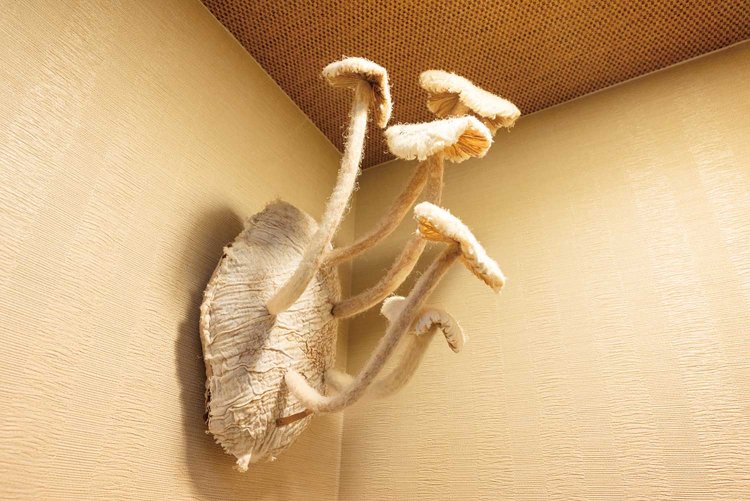 トイレに入るのが楽しくなる、羊毛フェルトのキノコのオブジェ。