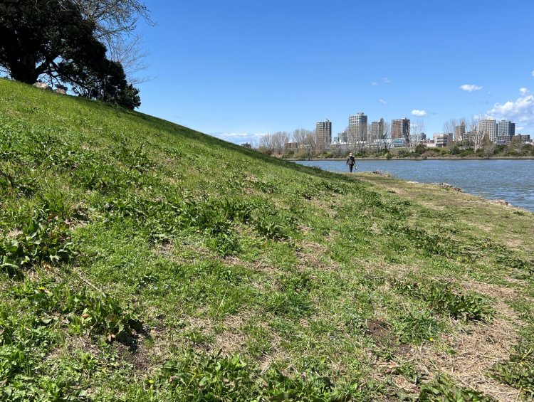 赤羽付近の荒川土手は草が深く、柔らかげで寝心地がよさそう。