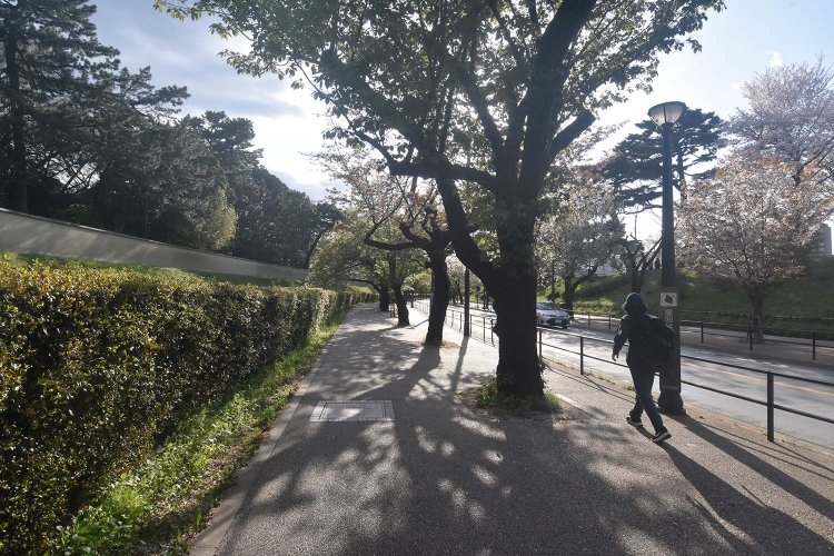 散歩やランニングを楽しむ人が多い代官町通り沿いの歩道。