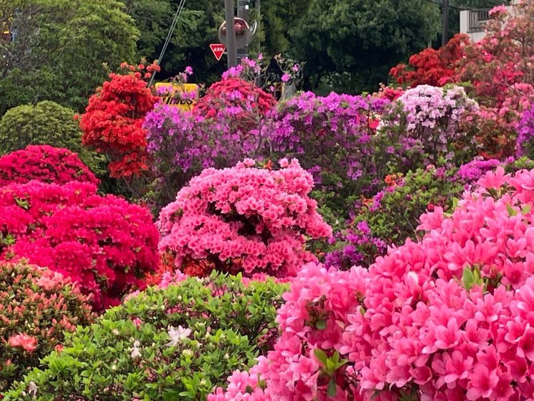 2 ツツジひとり散歩