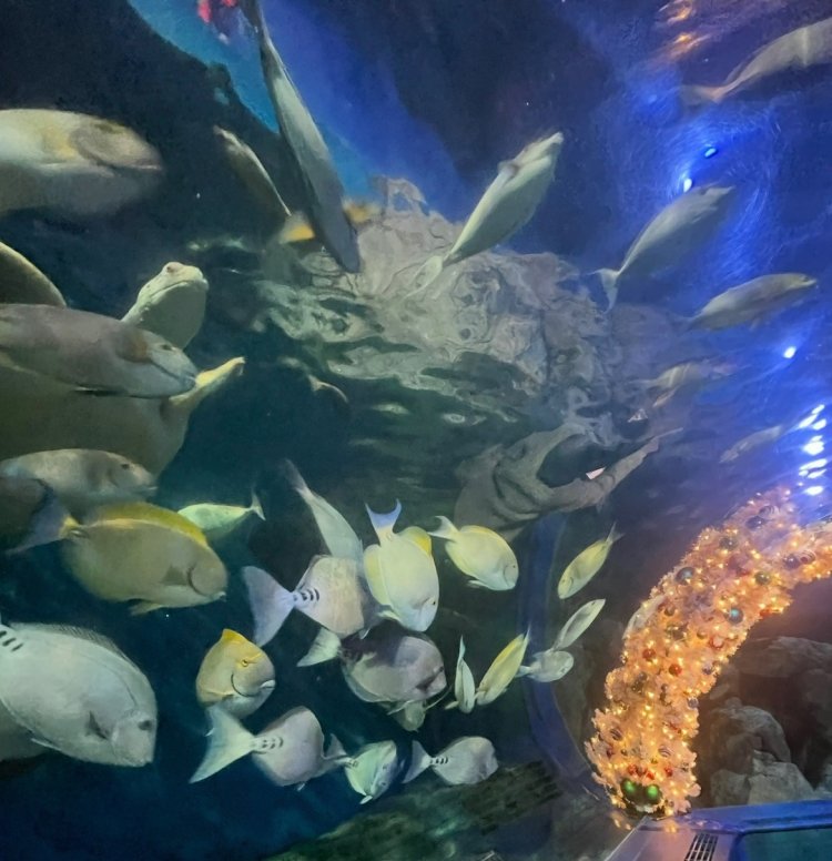 3 水族館ひとり散歩