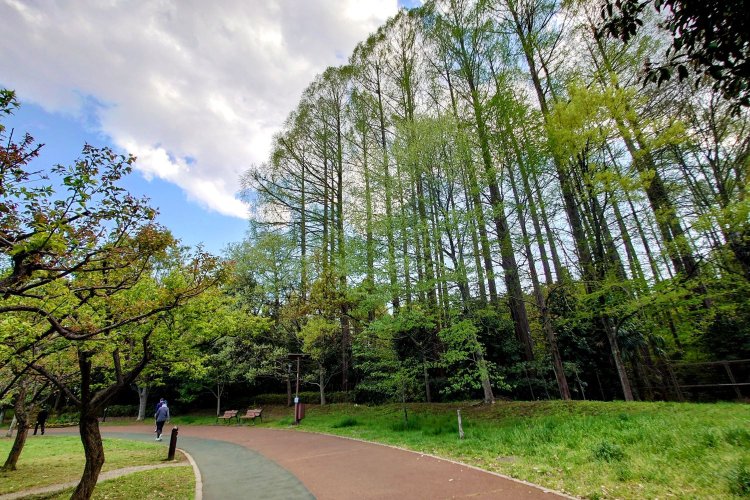 西東京いこいの森4_