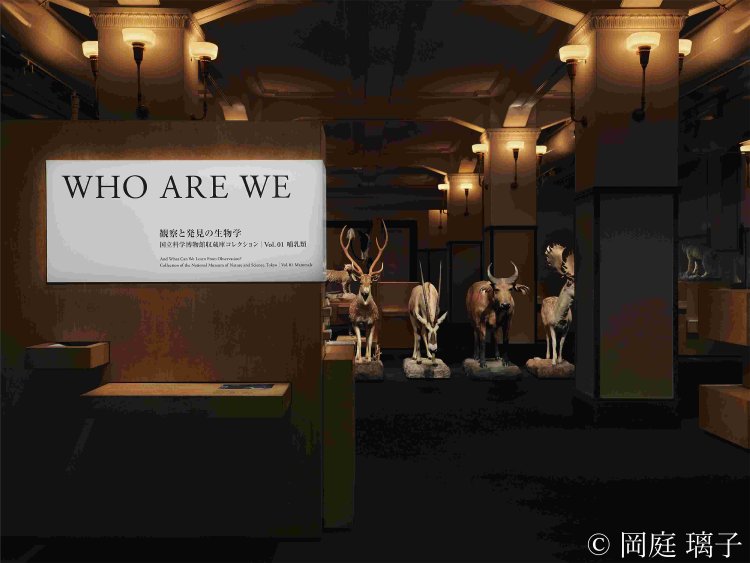 2022年 『国立科学博物館』「WHO ARE WE　観察と発見の生物学」展示風景（写真提供＝『国立科学博物館』）。