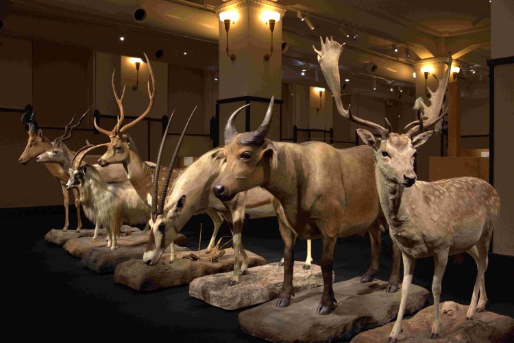 2022年『国立科学博物館』「WHO ARE WE　観察と発見の生物学」展示風景（写真提供＝『国立科学博物館』）。