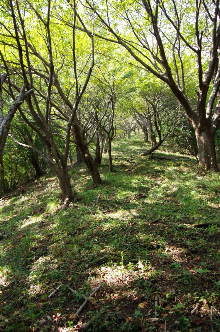 聖峰の手前、男坂になる参道九十九曲の登り口付近。