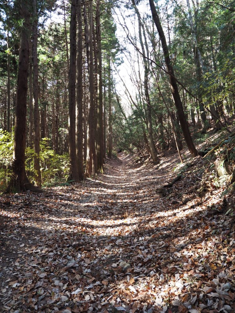 民家を抜けて山道へ。歩きやすい道が続く。木漏れ日も心地いい。