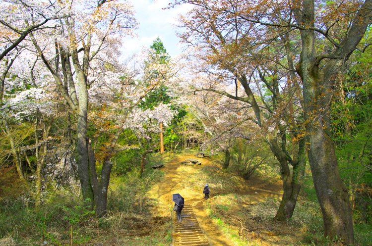 小仏城山から高尾山に向かう途中の一丁平付近。桜の名所でもある。