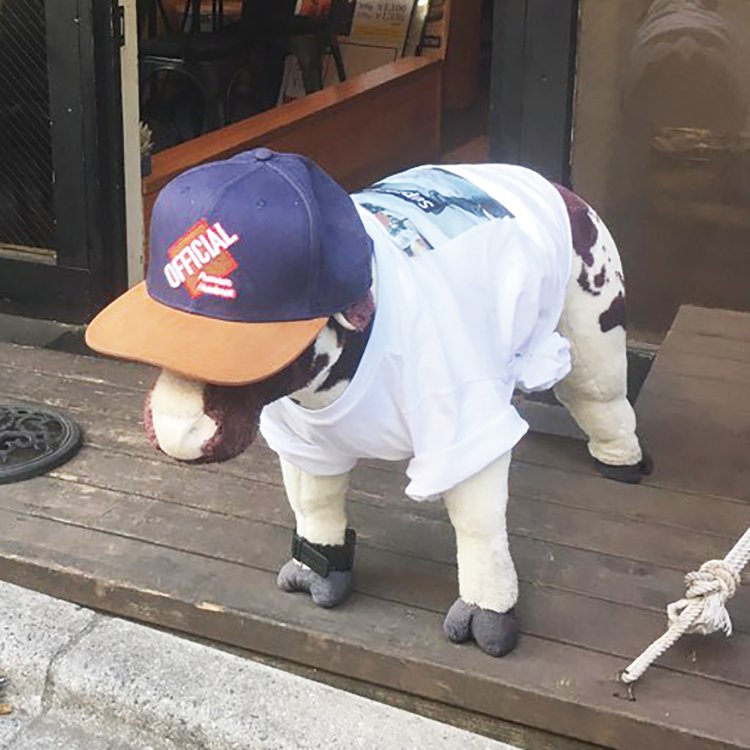 Tシャツと帽子でおしゃれしている牛。