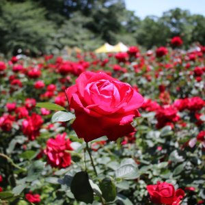 色とりどりのバラが咲き誇る与野公園で「ばらまつり2025」が5月10・11日に開催。展望デッキからの眺めも楽しもう！