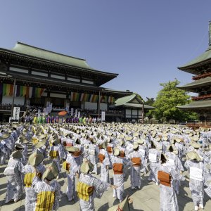 成田山新勝寺で約500人が踊りを披露！「成田山平和大塔まつり奉納総踊り」が5月10日に開催